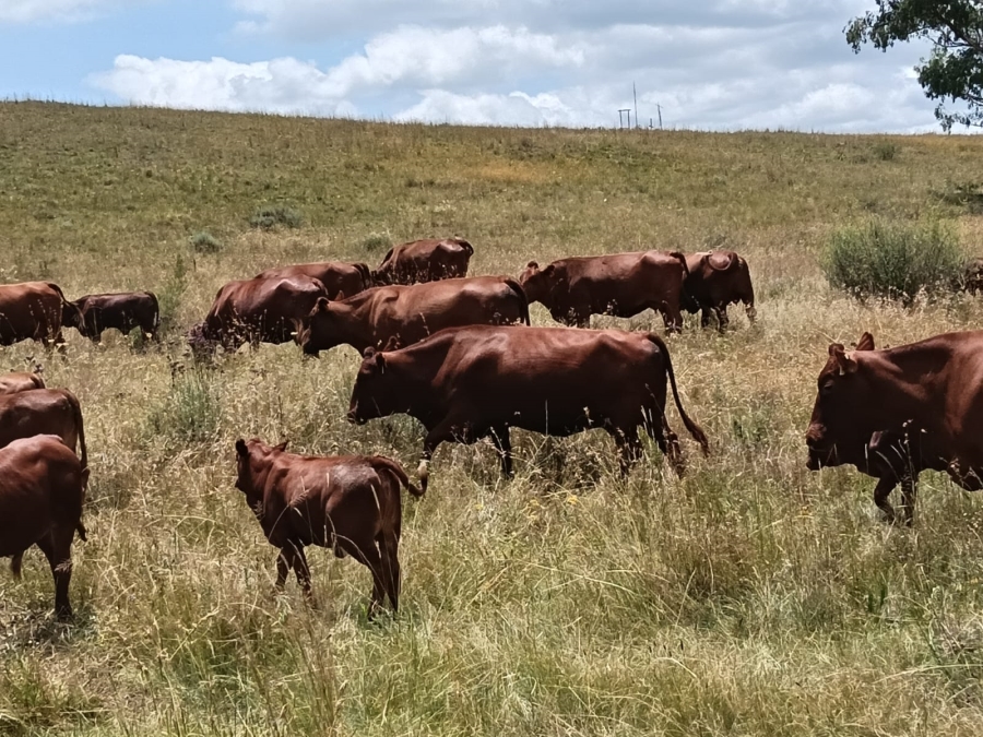 0 Bedroom Property for Sale in Lindley Rural Free State